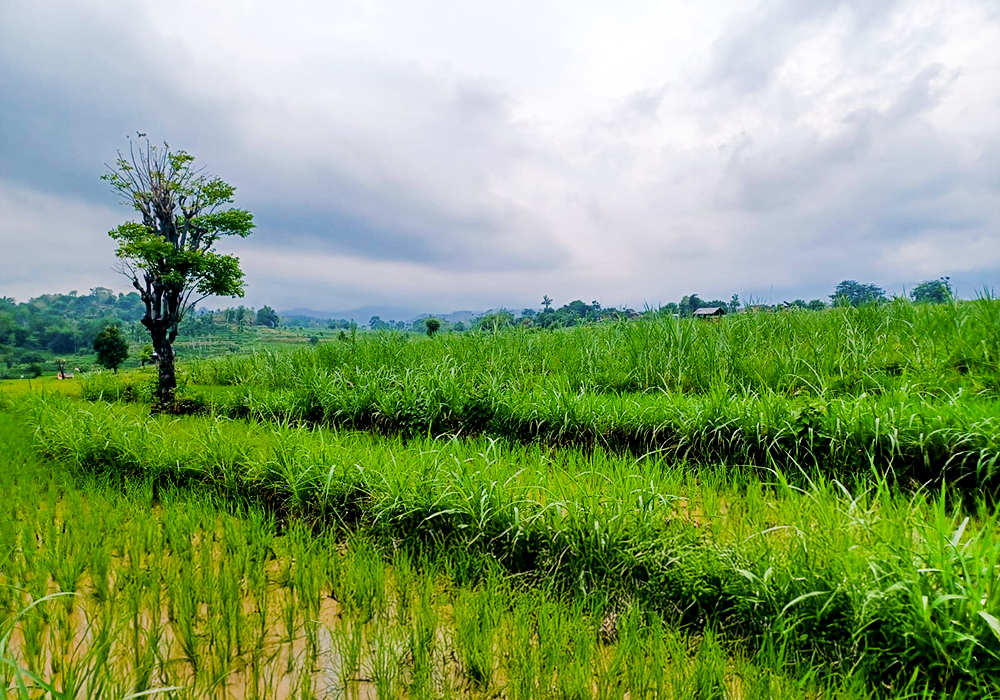 TANAH DI KAB. SITUBONDO - WOFF773-1 - foto 3